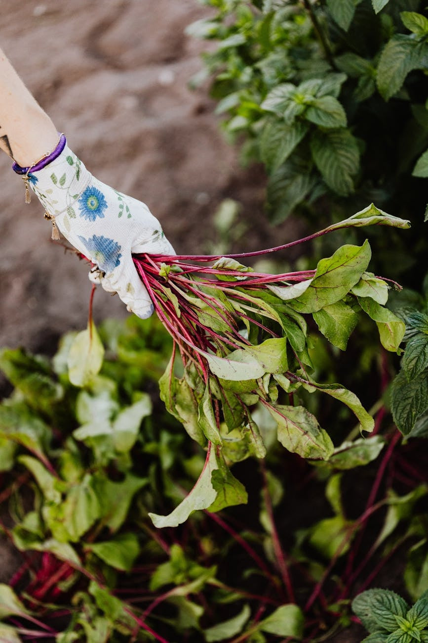 Collection pots plants outdoor gardening — gardening guide