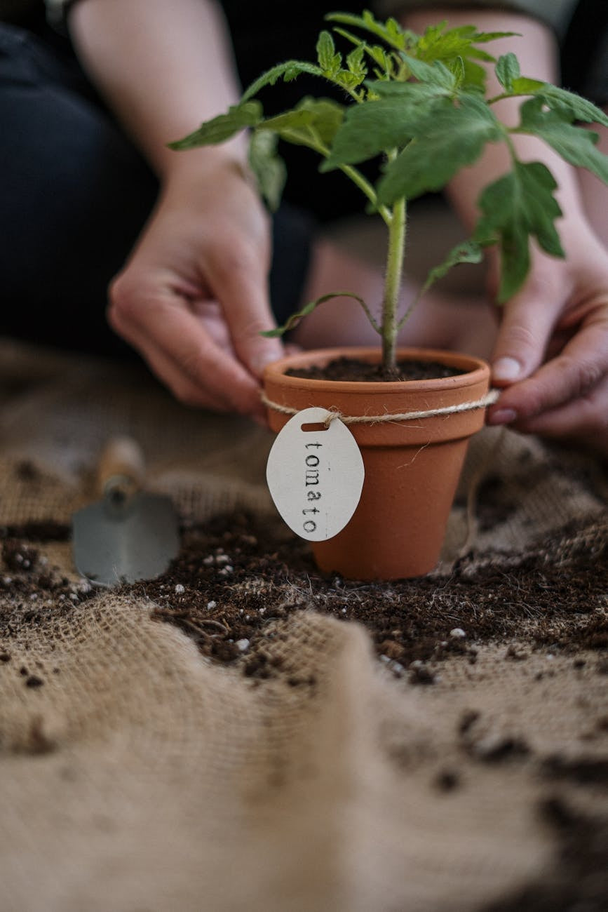 Container garden vegetables potted plants — gardening guide