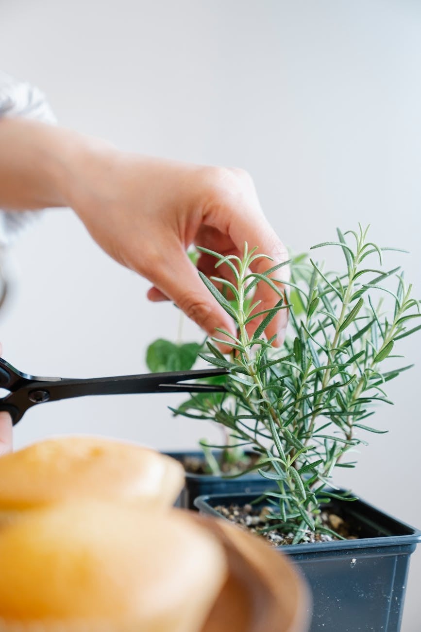 Summer flowers vegetables balcony apartment — gardening guide