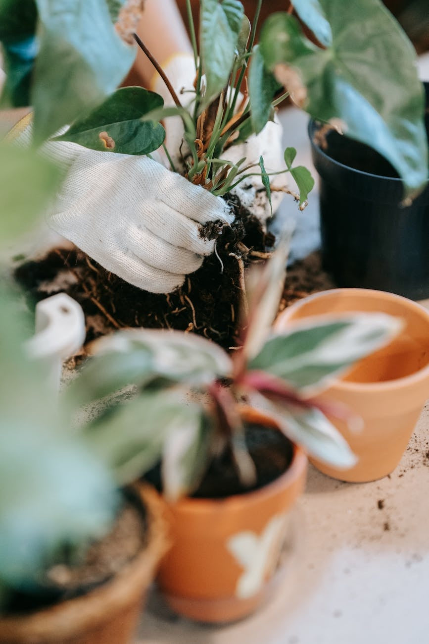 Colourful spring flowers terracotta pots — gardening guide