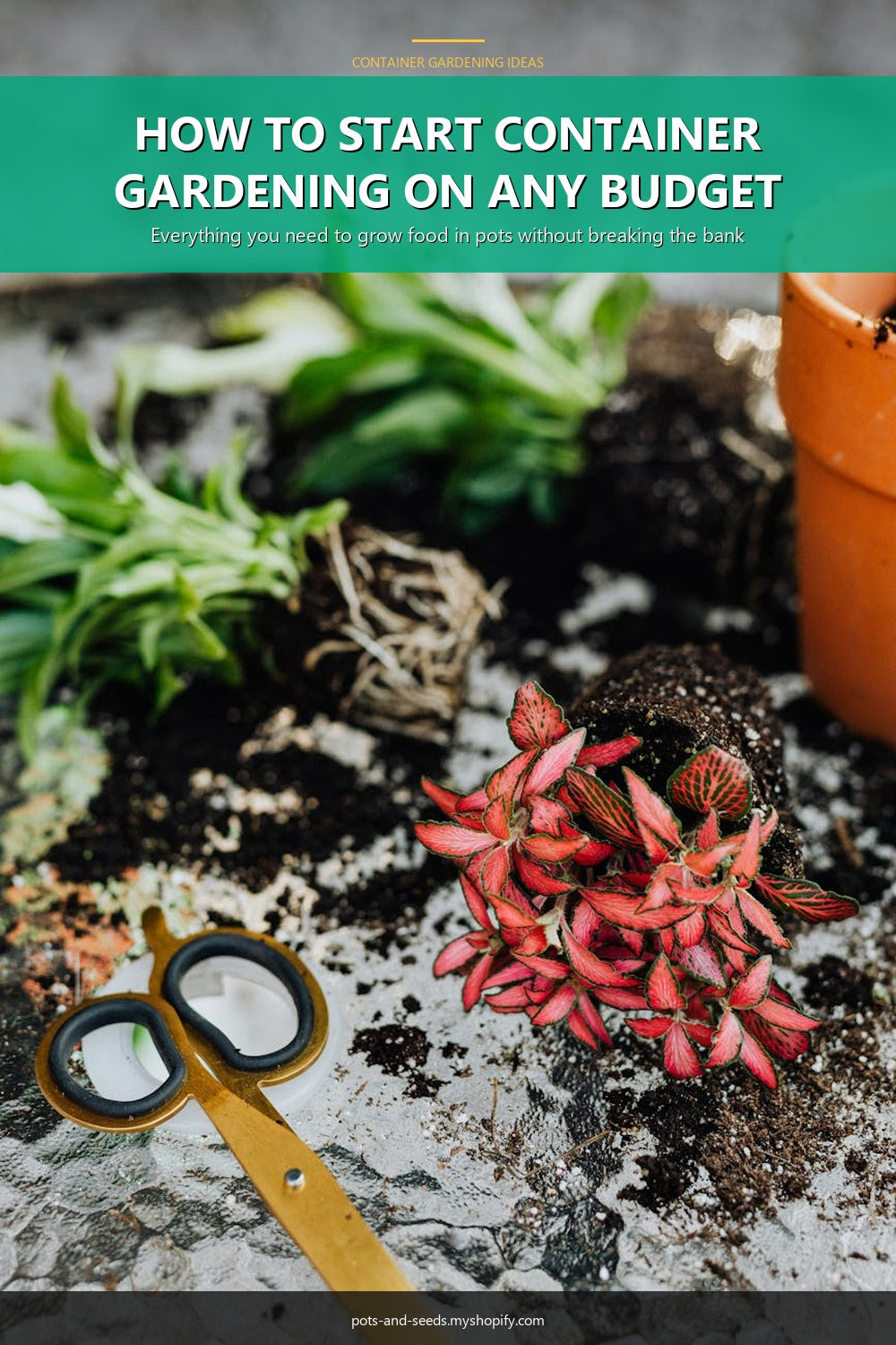 How to Start Container Gardening on Any Budget