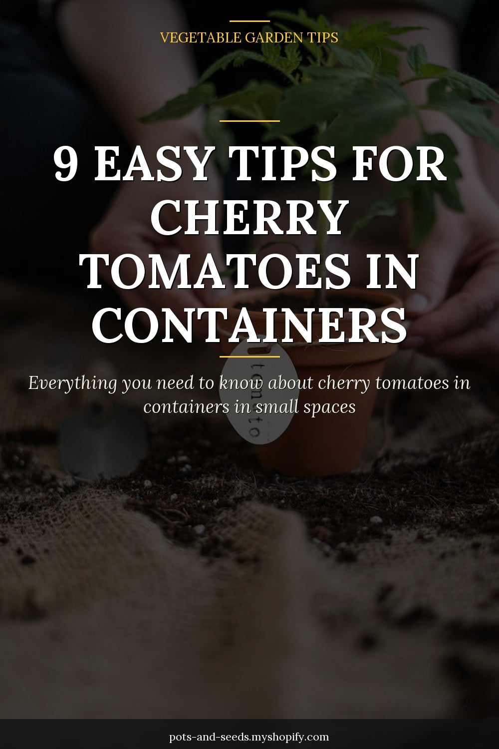 Cherry tomatoes container garden pot photographed for a gardening guide