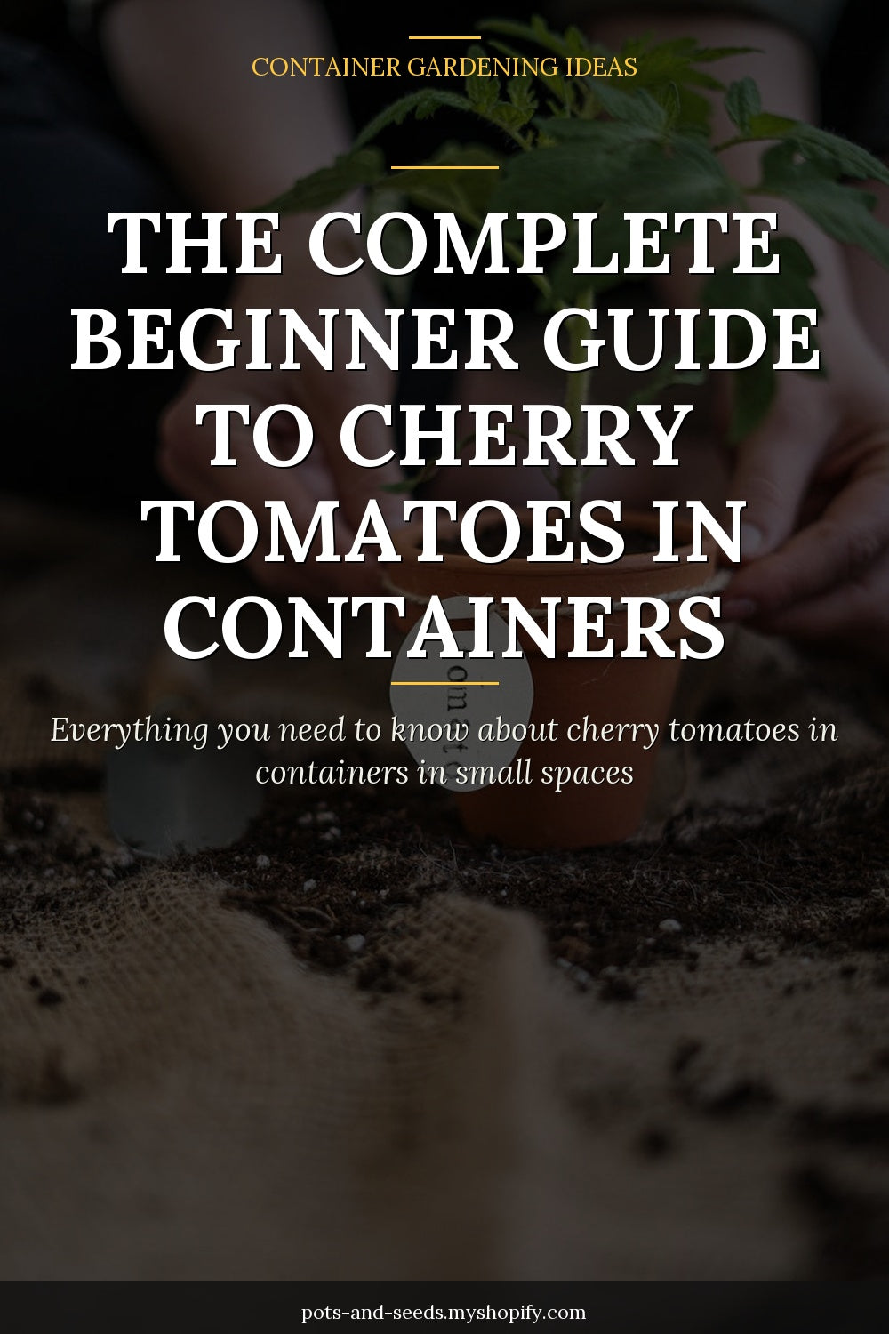 Cherry tomatoes container garden pot photographed for a gardening guide