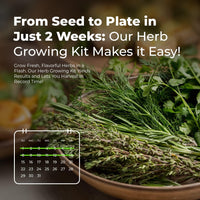 Indoor Herb Garden Starter Kit — Seeds, Pots & Compost Discs