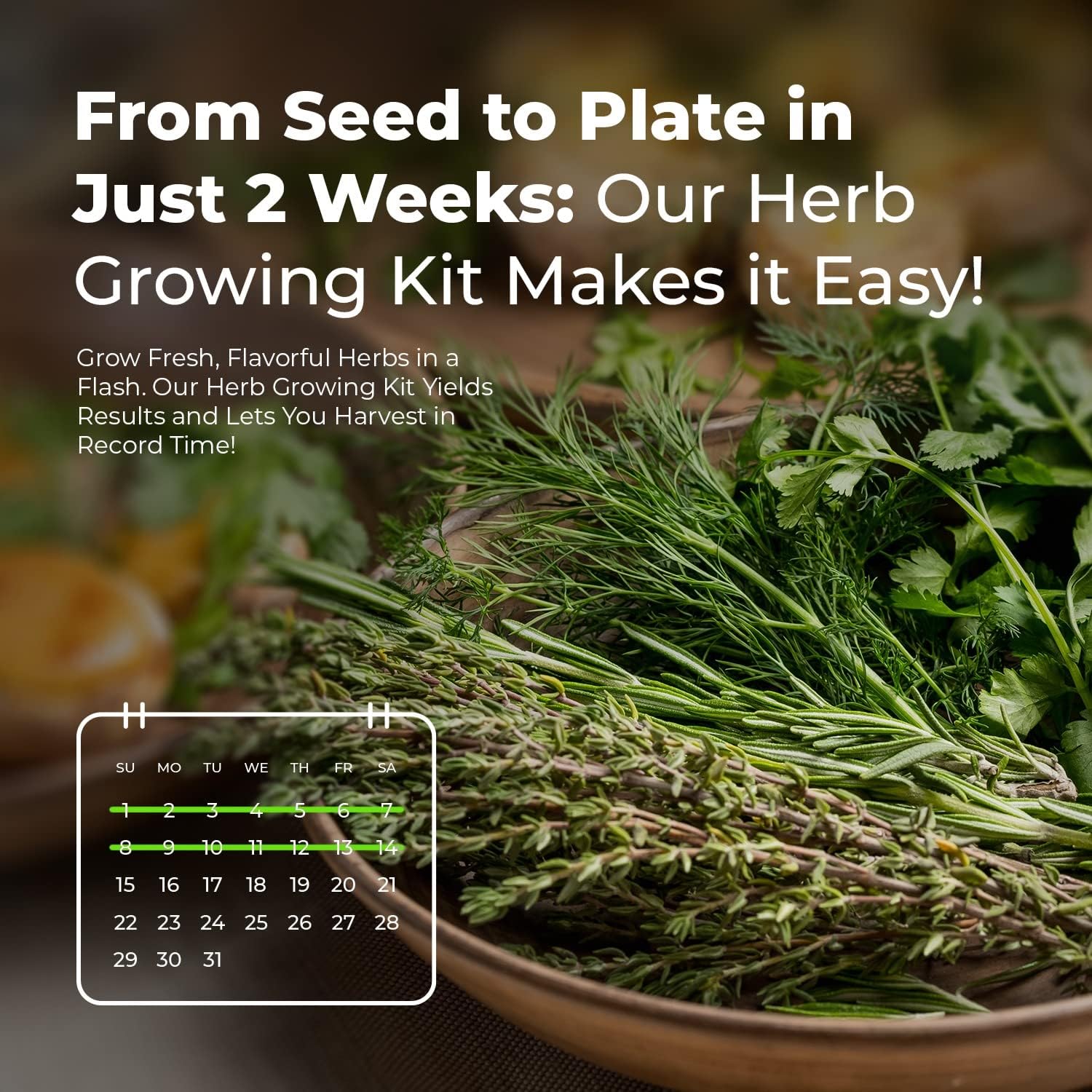 Indoor Herb Garden Starter Kit — Seeds, Pots & Compost Discs
