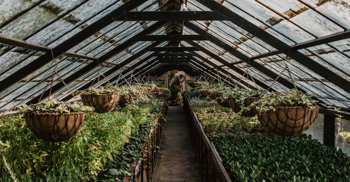 Lush greenhouse with potted plants