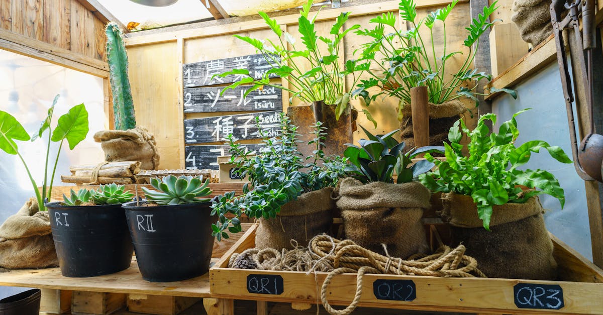 Lush greenhouse with potted plants