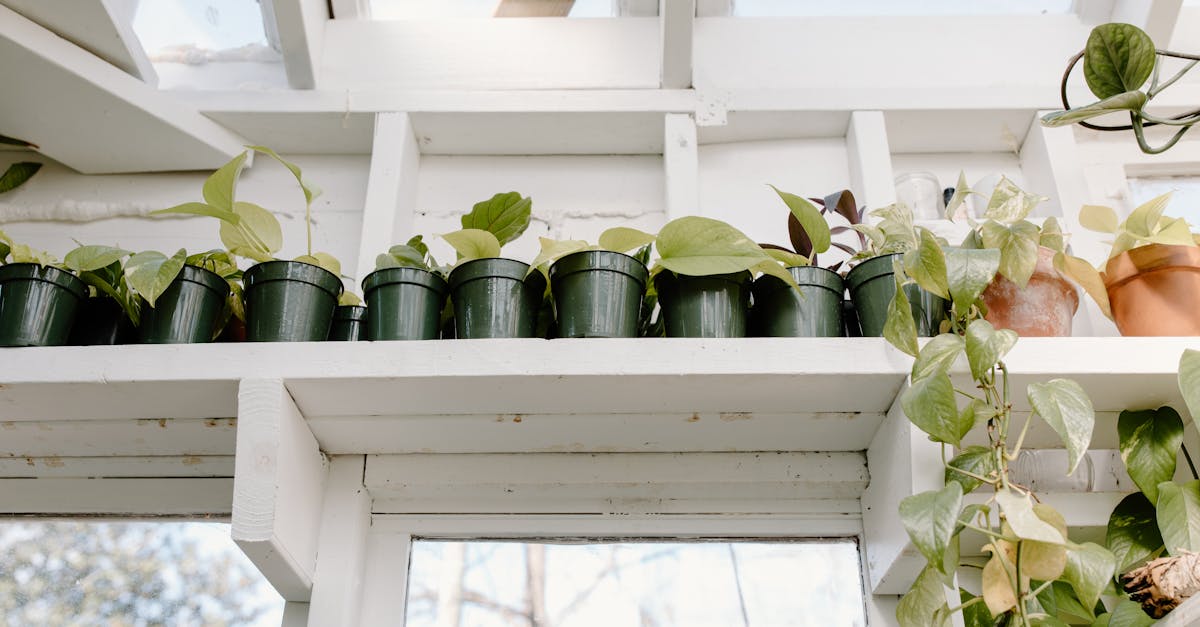 Lush greenhouse with potted plants