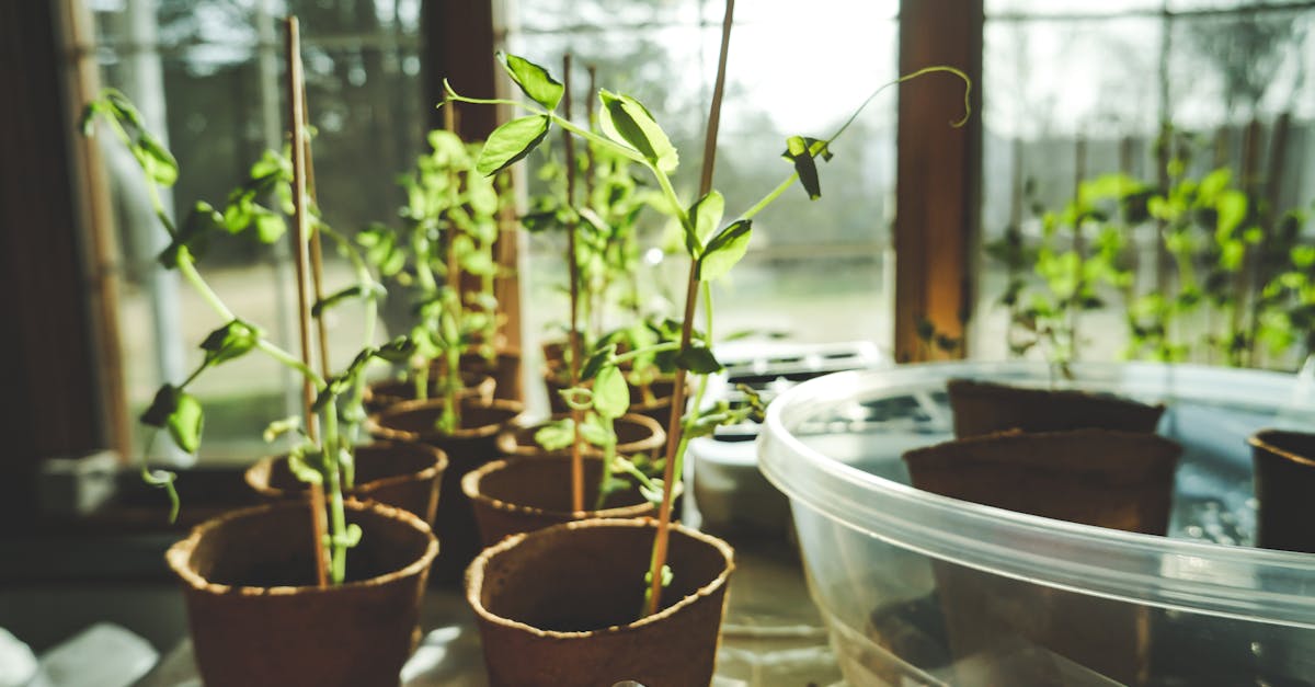 Seedlings bathed in warm sunlight